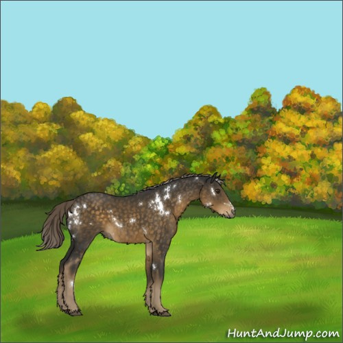 Horse Color:White Spotted Chocolate Palomino 