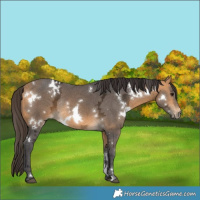 Horse Color:White Spotted Buckskin Ice Rabicano 
