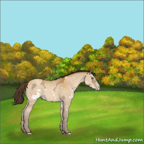 Horse Color:White Spotted Sable Cream Champagne Ice Rabicano 