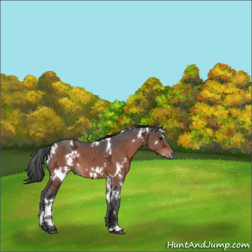 Horse Color:White Spotted Brown Ice 