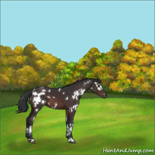 Horse Color:White Spotted Brown 