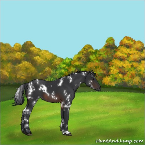 Horse Color:White Spotted Brown 