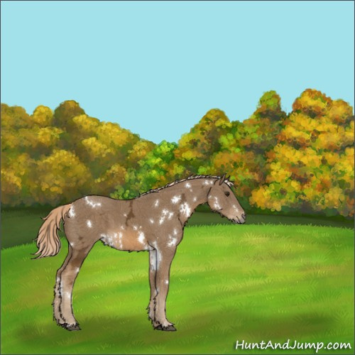 Horse Color:White Spotted Chocolate Palomino Ice 