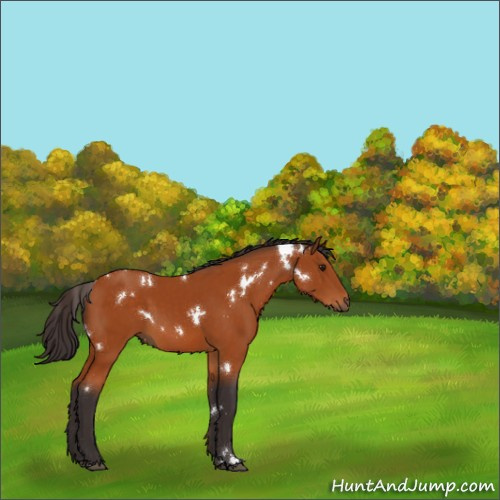 Horse Color:White Spotted Buckskin 