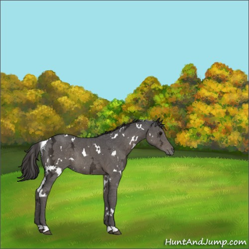 Horse Color:White Spotted Smoky Black Ice Rabicano 