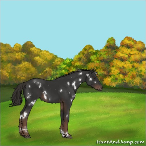 Horse Color:White Spotted Liver Chestnut 
