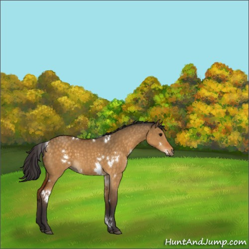 Horse Color:White Spotted Buckskin Dun Rabicano 
