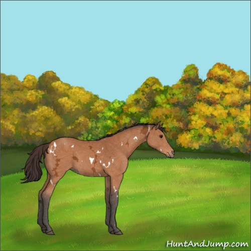 Horse Color:White Spotted Buckskin Ice Rabicano 