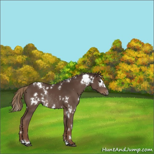 Horse Color:White Spotted Liver Chestnut Rabicano 
