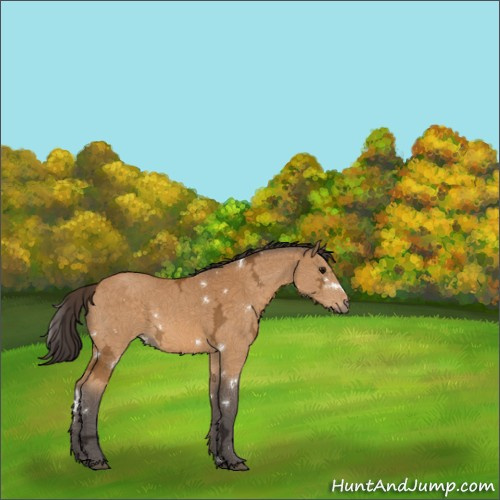 Horse Color:White Spotted Buckskin Ice Rabicano 