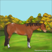 Horse Color:Buckskin Tobiano 