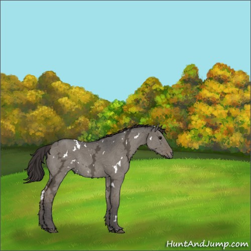 Horse Color:White Spotted Smoky Grullo Ice Rabicano 