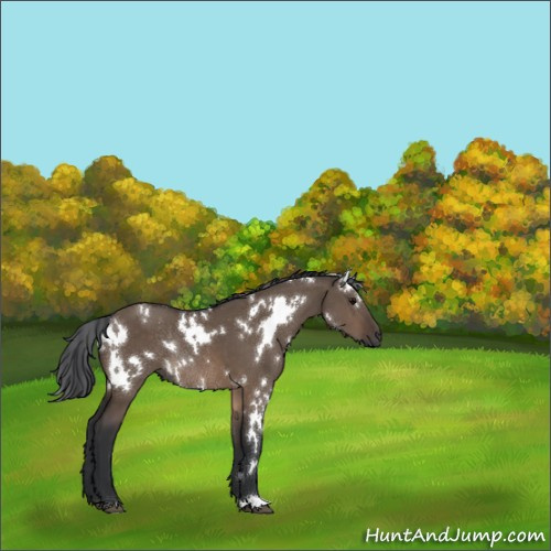 Horse Color:White Spotted Brown Dun Rabicano 