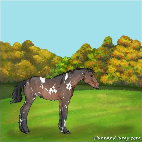 Horse Color:White Spotted Brown Ice Rabicano 
