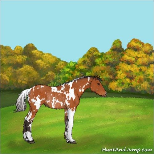 Horse Color:White Spotted Buckskin Rabicano 