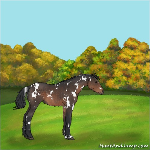 Horse Color:White Spotted Brown 