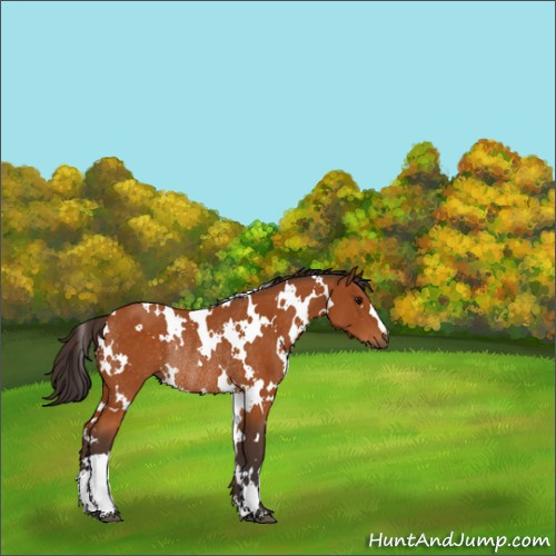 Horse Color:White Spotted Buckskin Rabicano 