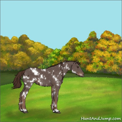 Horse Color:White Spotted Liver Chestnut Ice 