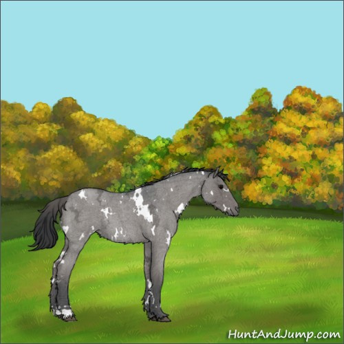 Horse Color:White Spotted Blue Ice Roan Rabicano 