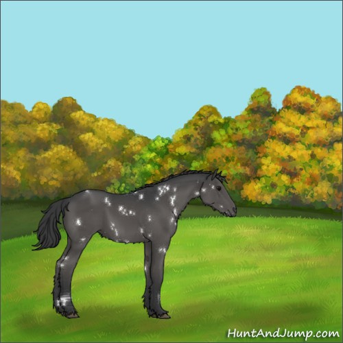 Horse Color:White Spotted Black Rabicano 