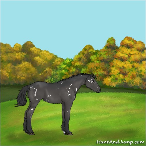 Horse Color:White Spotted Black Rabicano 