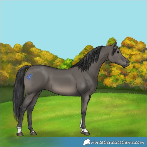 Horse Color:White Spotted Grullo Tobiano Rabicano 