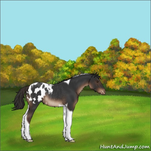 Horse Color:Liver Chestnut Tobiano Appaloosa Rabicano 