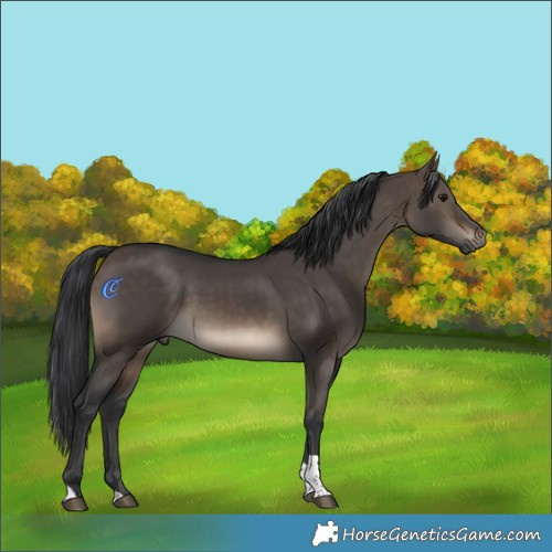 Horse Color:Brown Dun Tobiano Rabicano 