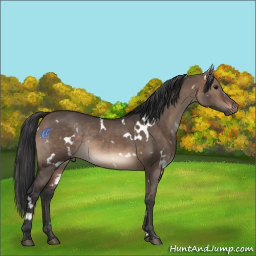 Horse Color:White Spotted Brown Dun Rabicano