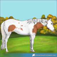 Horse Color:Silver Bay Splash Tobiano Rabicano