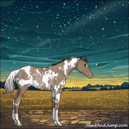 Horse Color:White Spotted Classic Champagne Appaloosa Rabicano