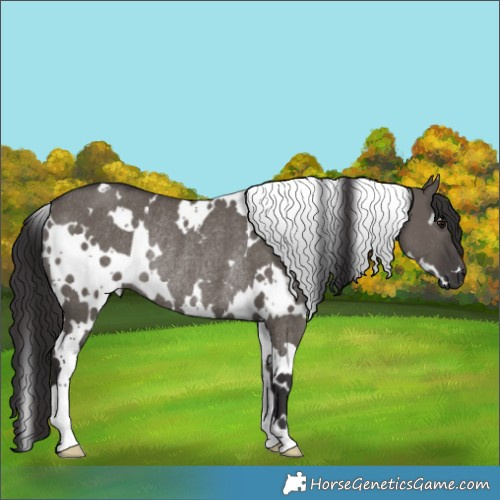 Horse Color:White Spotted Smoky Grullo Rabicano 