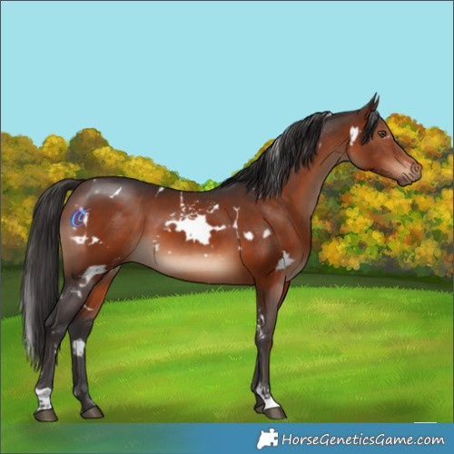 Horse Color:White Spotted Brown 