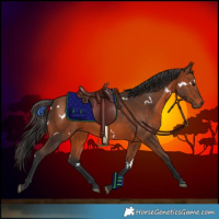 Horse Color:White Spotted Bay 