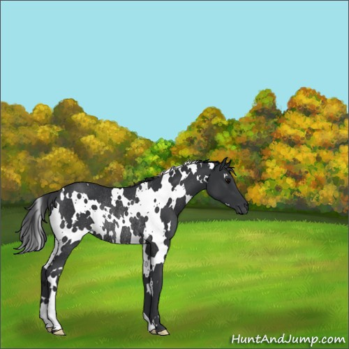 Horse Color:White Spotted Black Rabicano 
