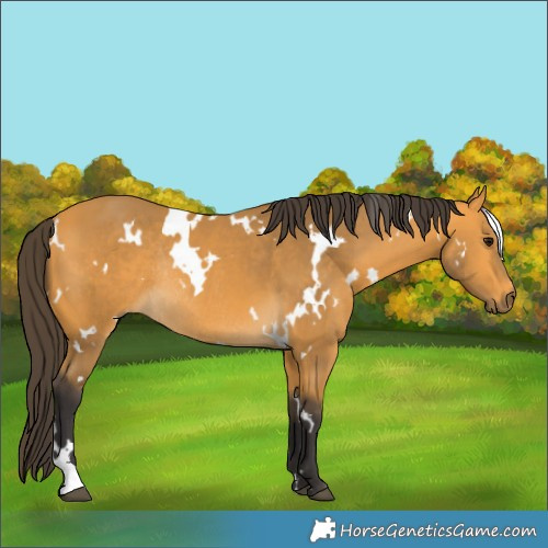 Horse Color:White Spotted Buckskin Rabicano