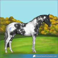 Horse Color:White Spotted Black Tobiano 