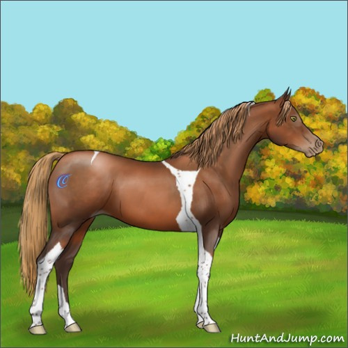 Horse Color:Gray Liver Chestnut Pearl Tobiano 