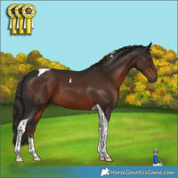 Horse Color:Gray Liver Chestnut Tobiano 