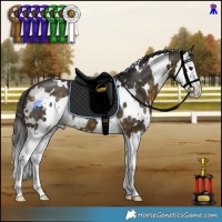 Horse Color:White Spotted Buckskin Splash