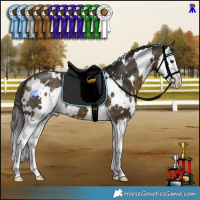 Horse Color:White Spotted Buckskin Splash 