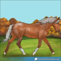 Horse Color:Silver Bay 