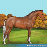 Horse Color:Silver Bay 
