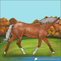 Horse Color:Silver Bay 