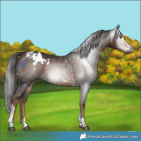 Horse Color:Gray White Spotted Liver Chestnut Tobiano 