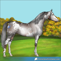 Horse Color:Gray White Spotted Liver Chestnut