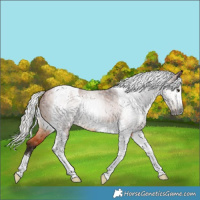 Horse Color:Gray Silver Bay Tobiano 