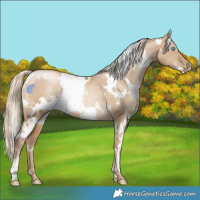 Horse Color:White Spotted Chocolate Palomino Pearl Dun Rabicano
