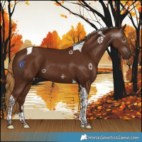 Horse Color:Gray Chestnut Tobiano 