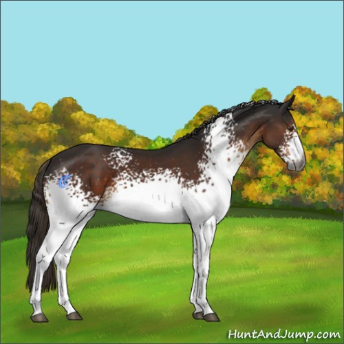 Horse Color:Gray White Spotted Liver Chestnut 